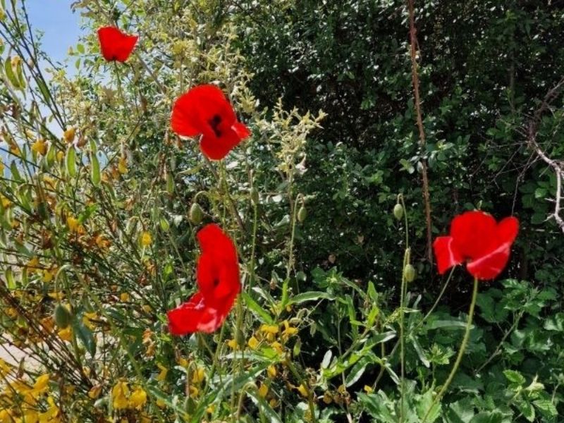 Coquelicot